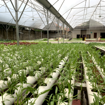 hydroponic farm