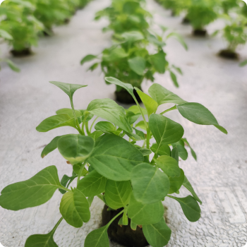 hydroponic farm