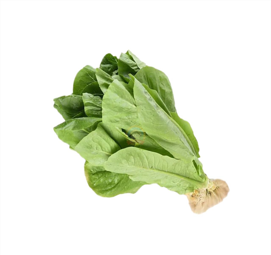 Romaine